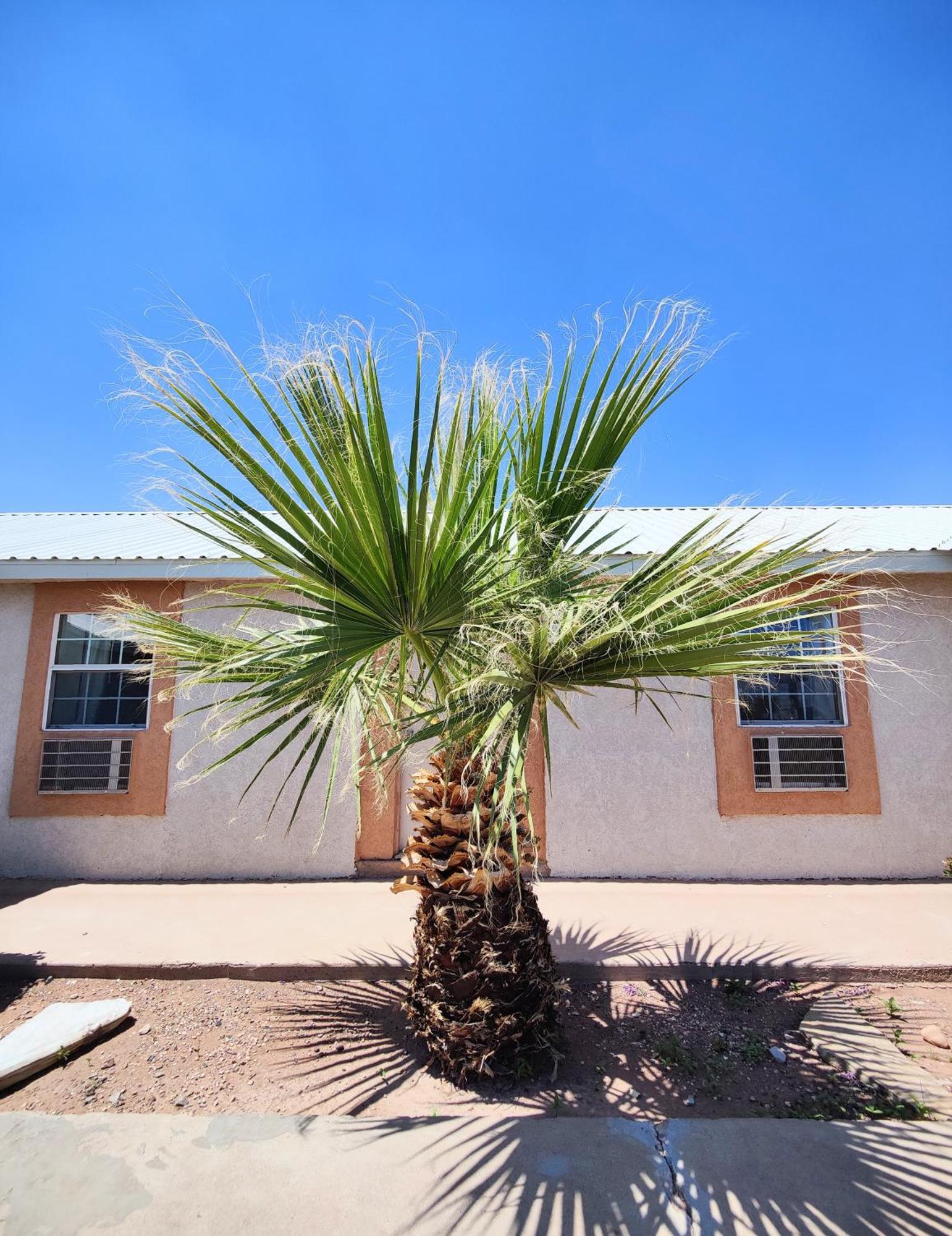 Desert Inn Van Horn Exterior photo